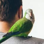 parakeet on a mans shoulder