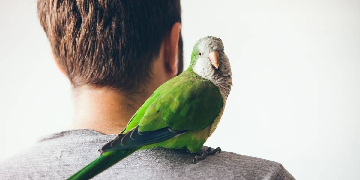 Do Parakeets Urinate? (Ultimate Parakeet Excretion Guide)