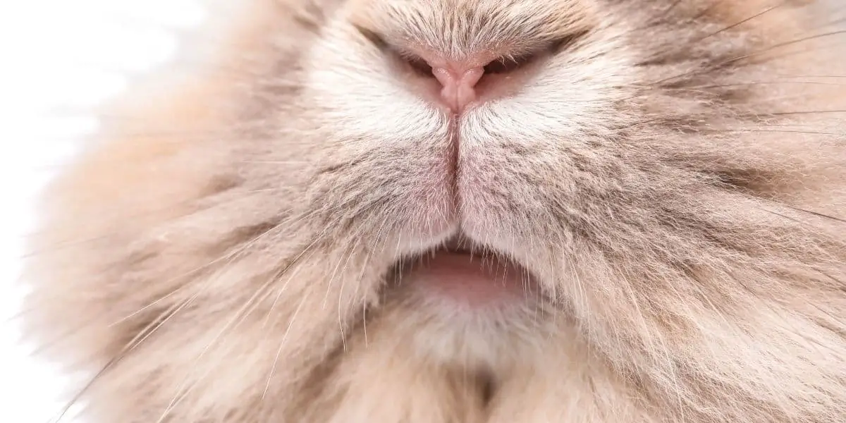 rabbit whiskers