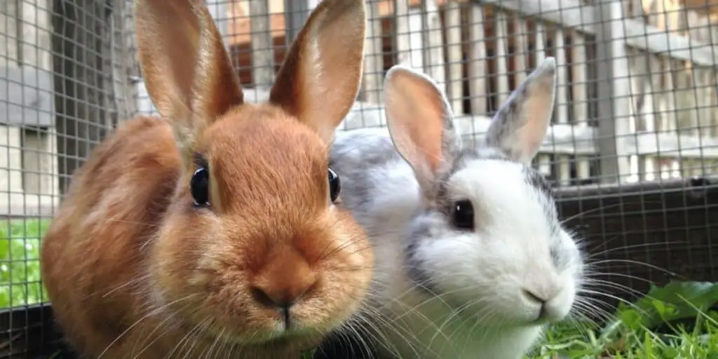 two rabbits communicating with each other