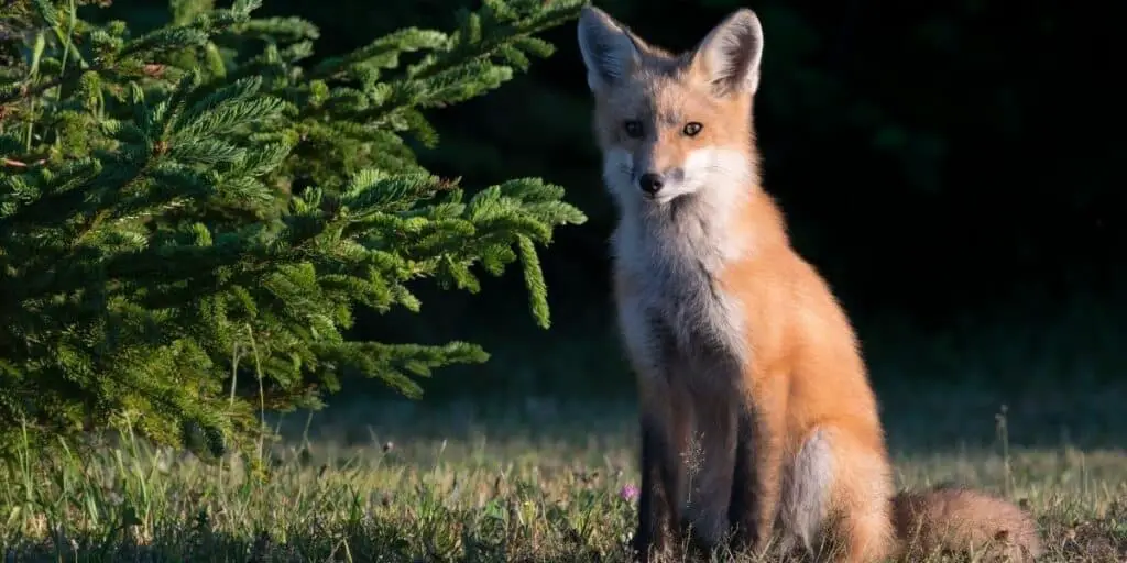 fox hunting chickens 