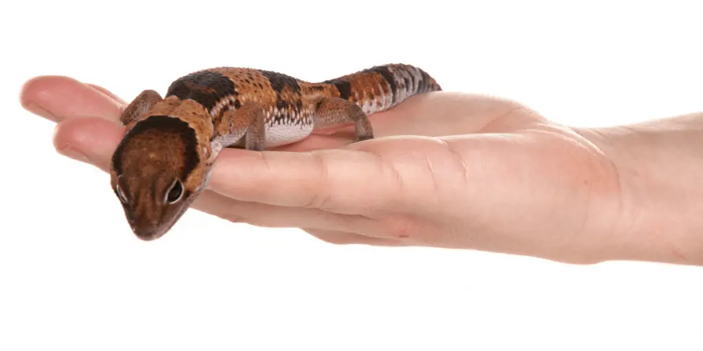 gecko being held