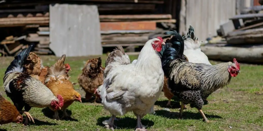 Straight run chickens vs pullets