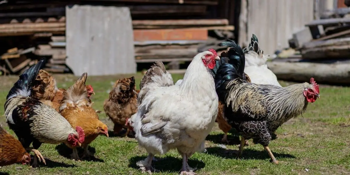 Straight Run Chickens Vs Pullets All You Need To Know Hutch And Cage