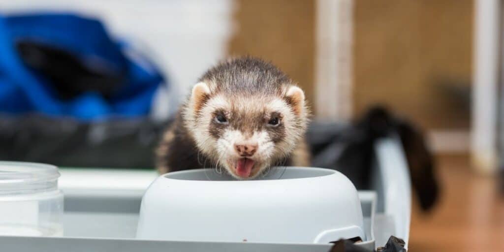 ferret eating