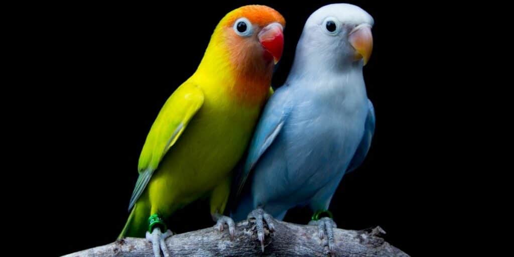 two lovebirds