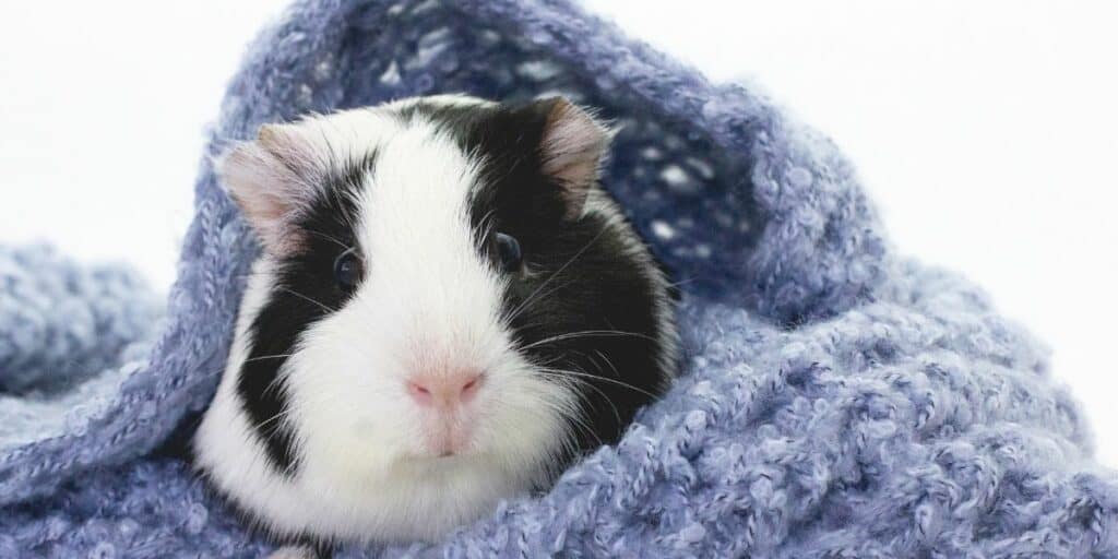 cozy guinea pig