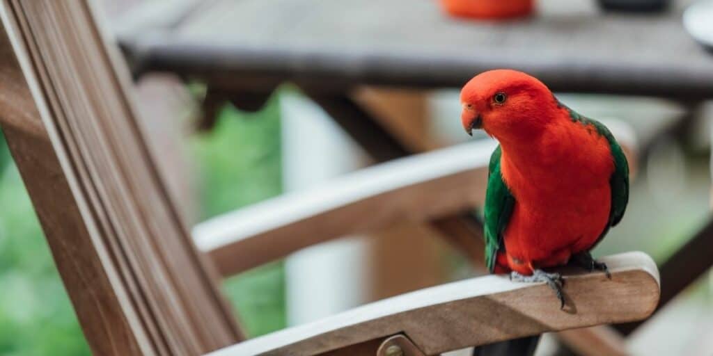 Australian King Parrot