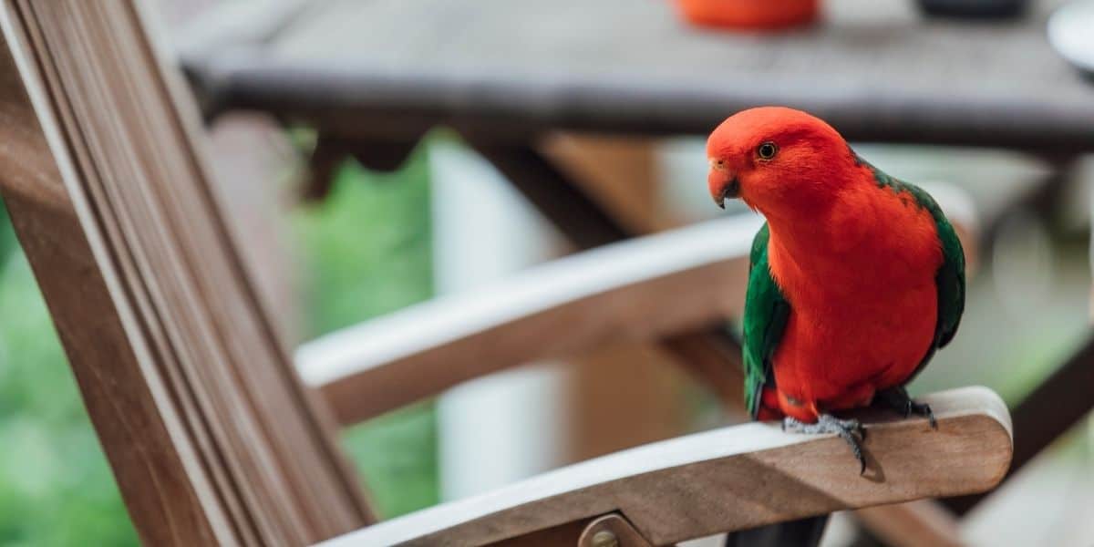 Red Parrot Guide  ( 5 Popular Species with Images )