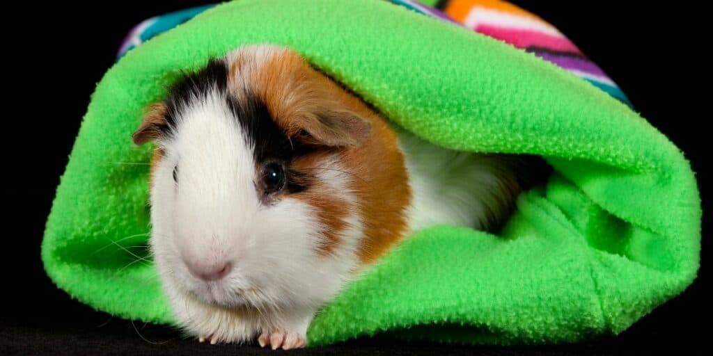 guinea pig in a hideaway