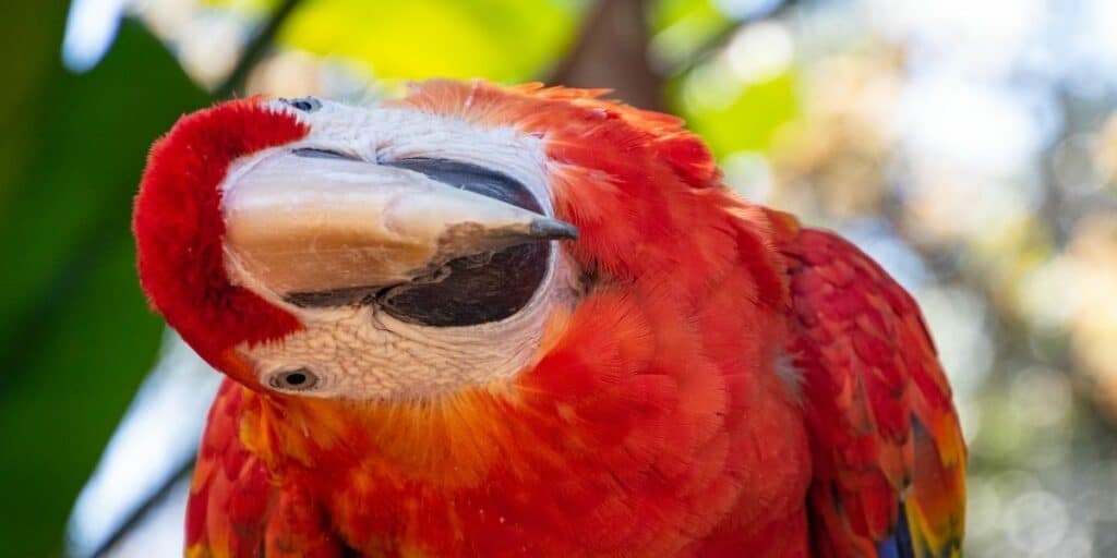 Scarlet Macaw