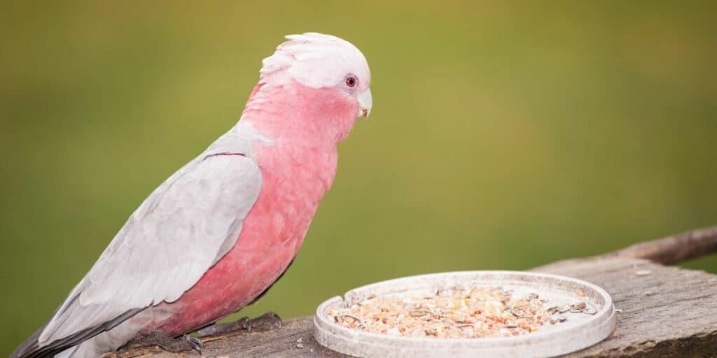 Rose-Breasted Cockatoo