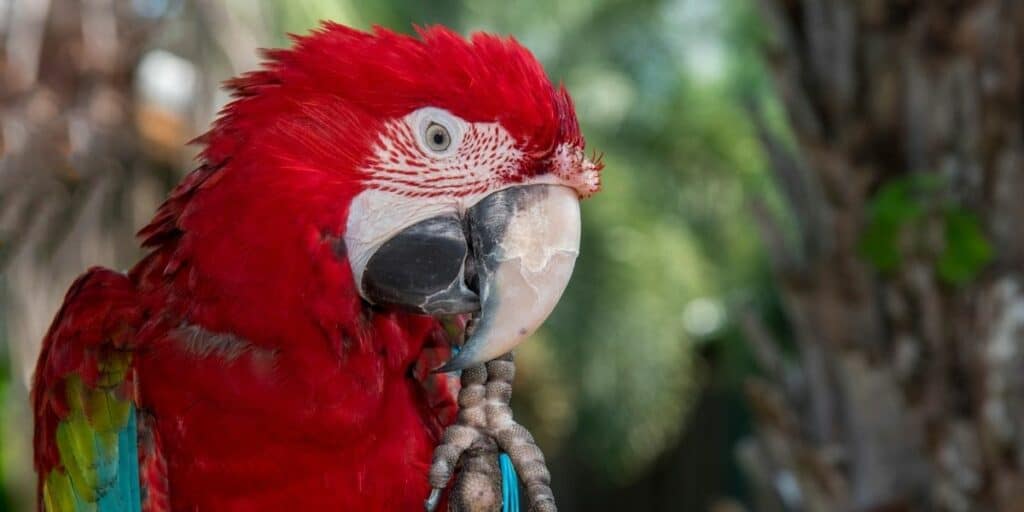 Red and Green Macaw