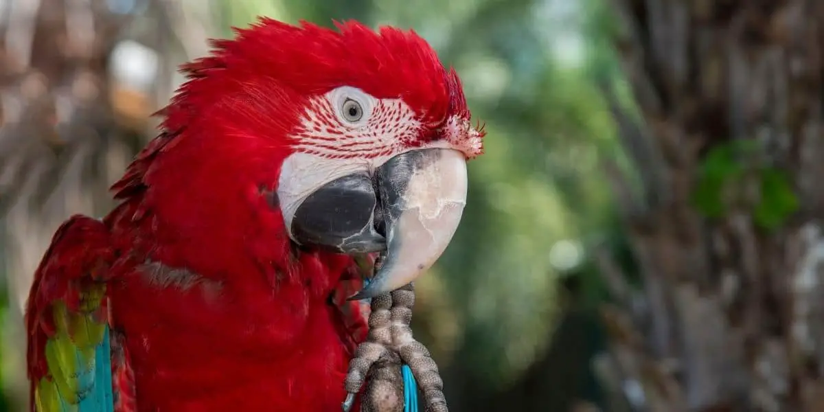 Red Parrot Guide ( 5 Popular Species with Images ) | Hutch and Cage