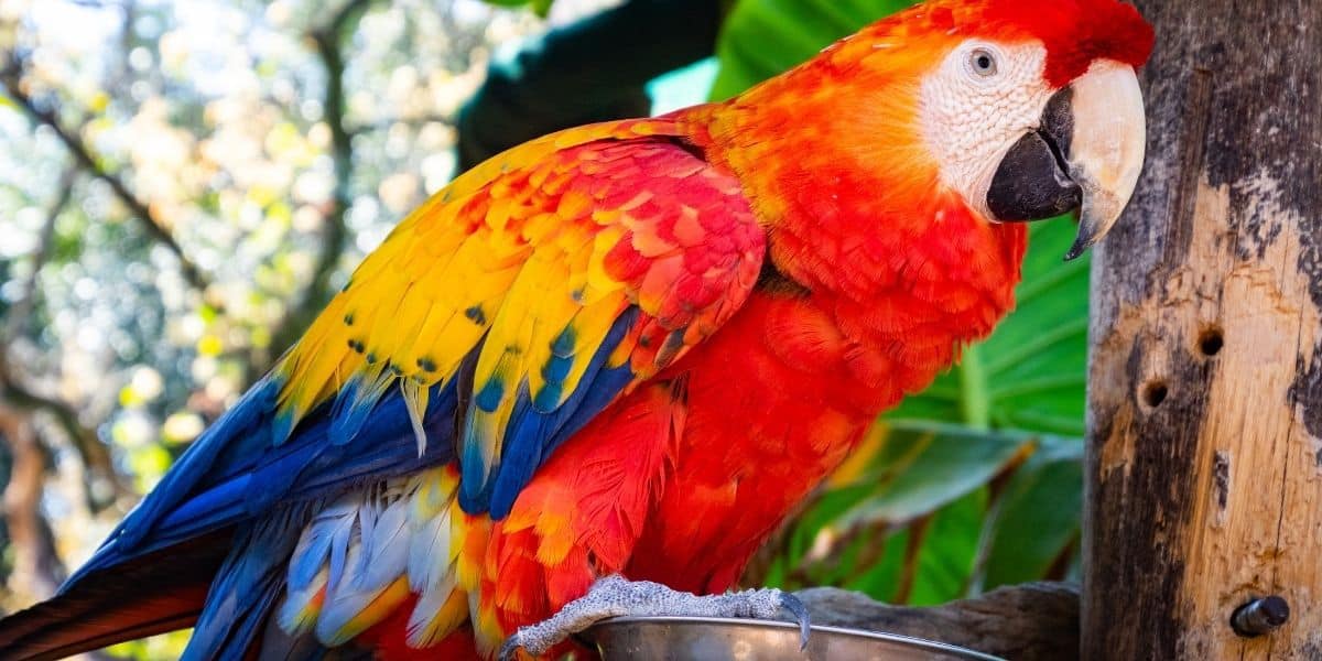 Are Macaws High Maintenance?