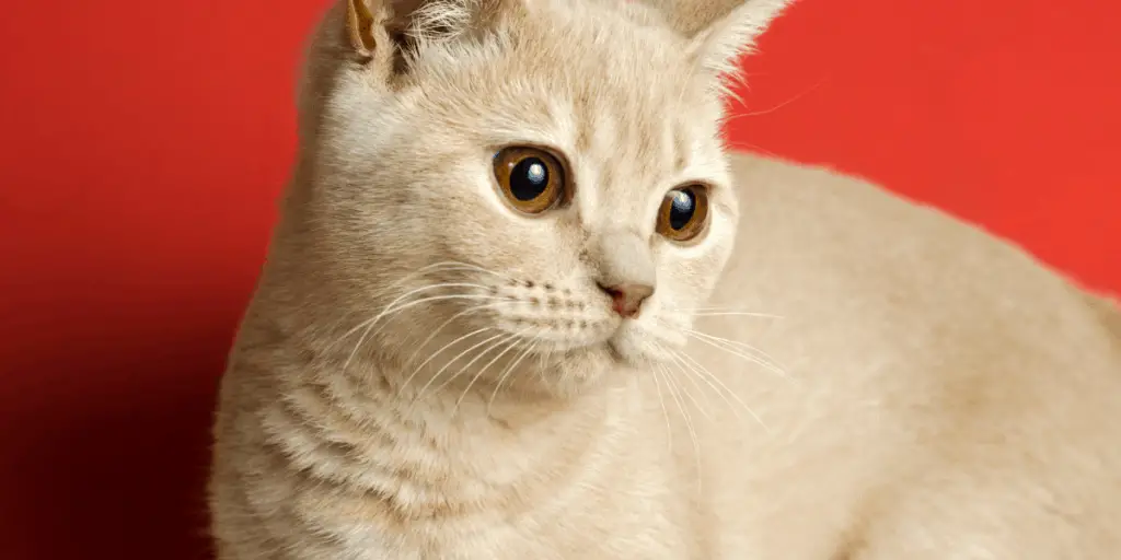 british short hair cat