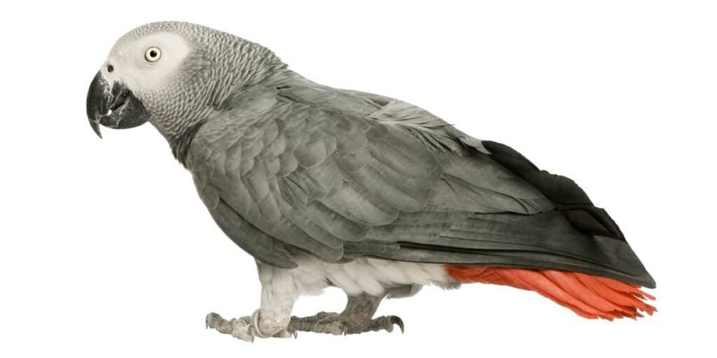 african grey parrot