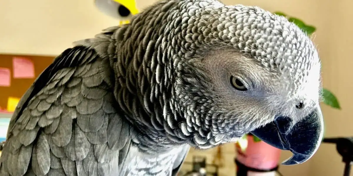 african grey parrot