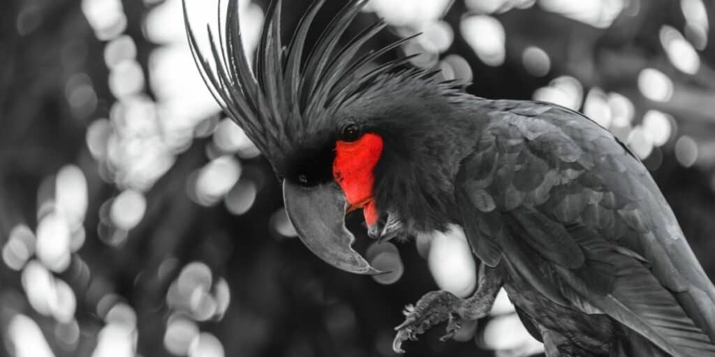 black palm cockatoo