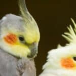 two cockatiels