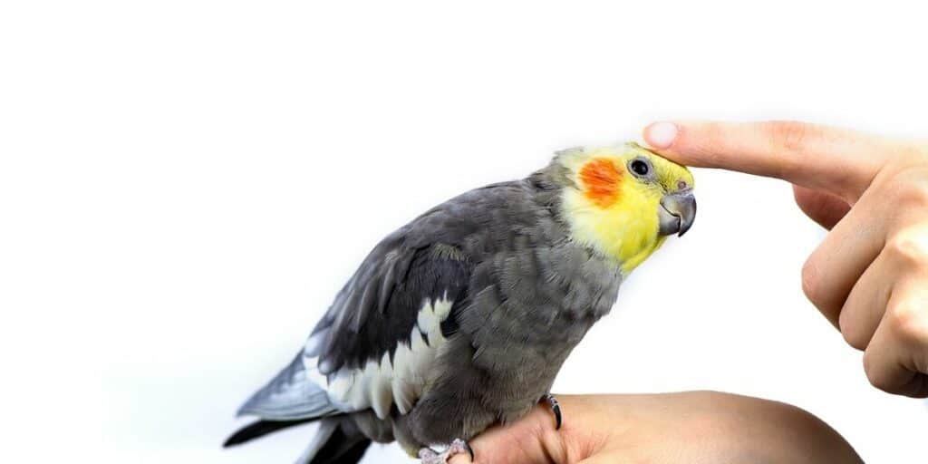 single cockatiel