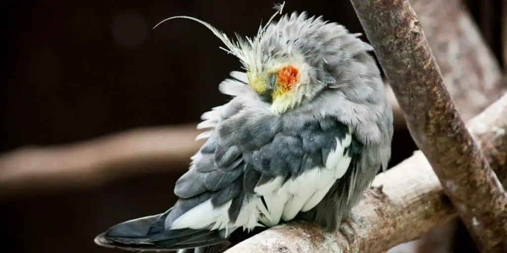 cockatiel sleeping on a perch