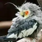 cockatiel sleeping on a perch
