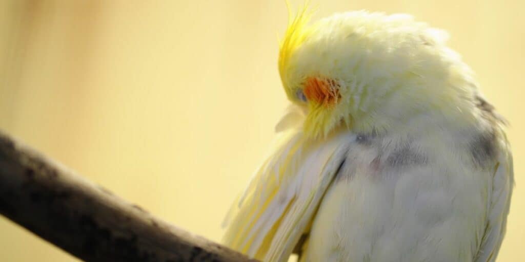 sleeping cockatiel