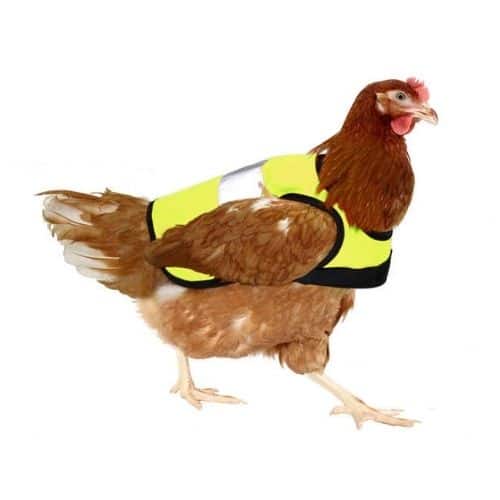 chicken jacket