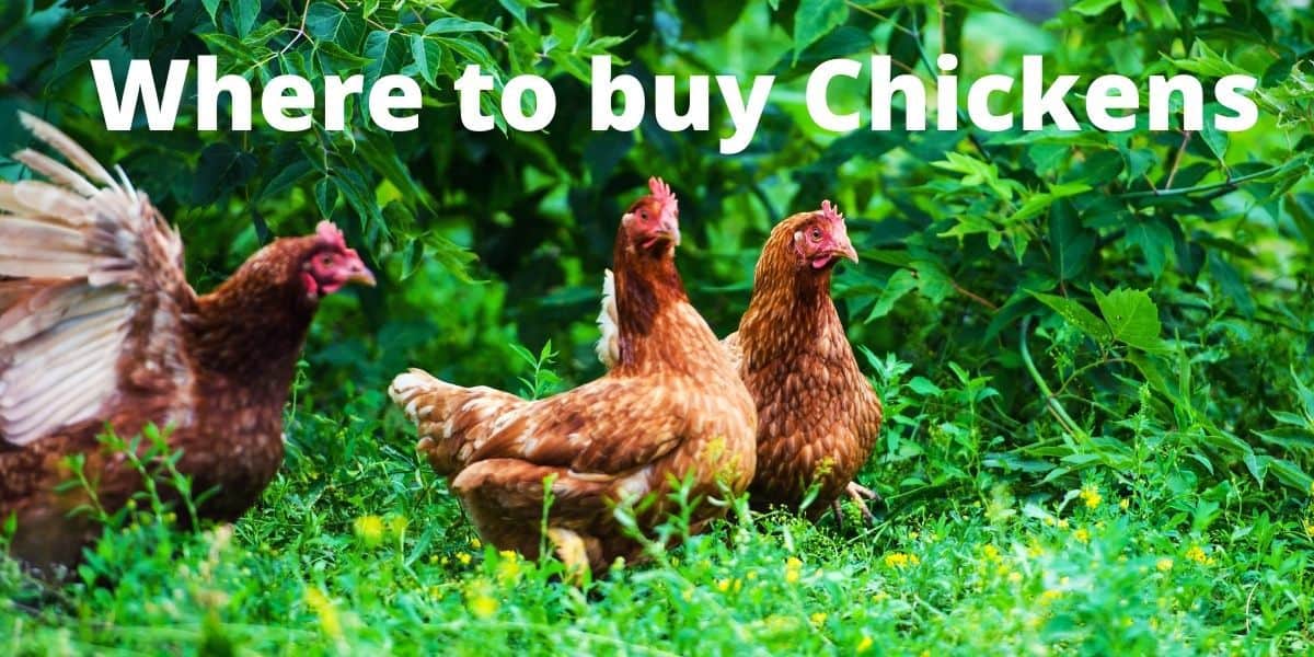 Where to buy Backyard chickens