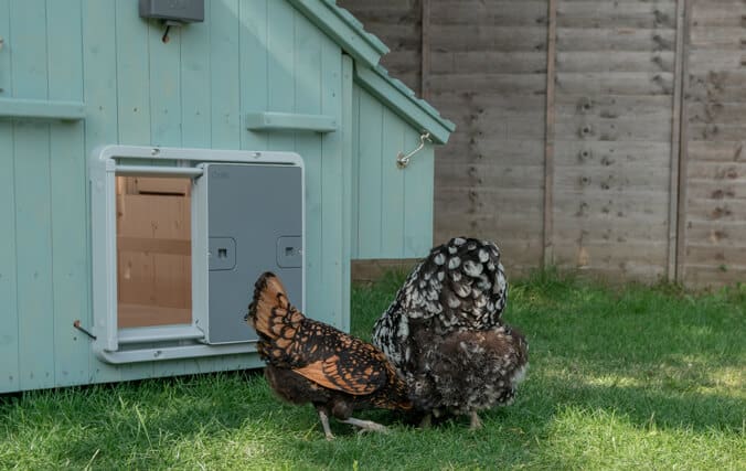 wooden chicken coop with automatic door