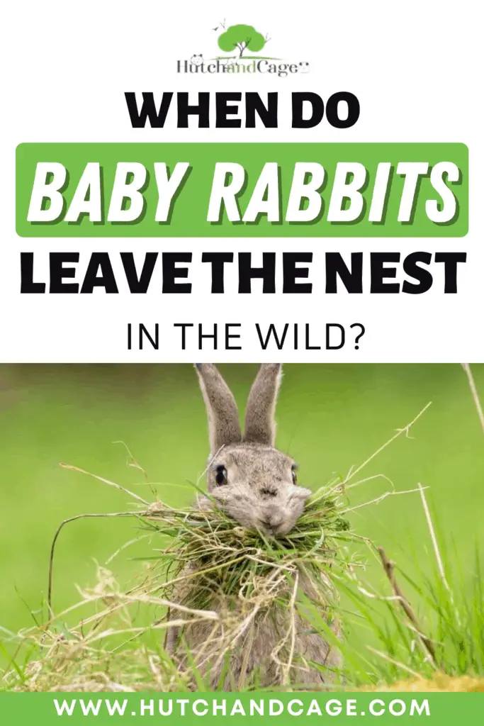 when do baby rabbits leave the next