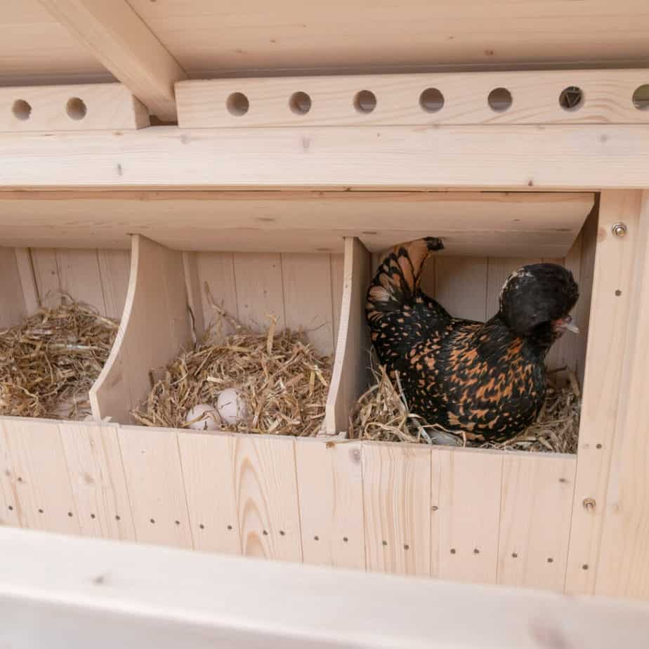 Wooden Chicken Coop ( FULL REVIEW Lenham Coops ) 7