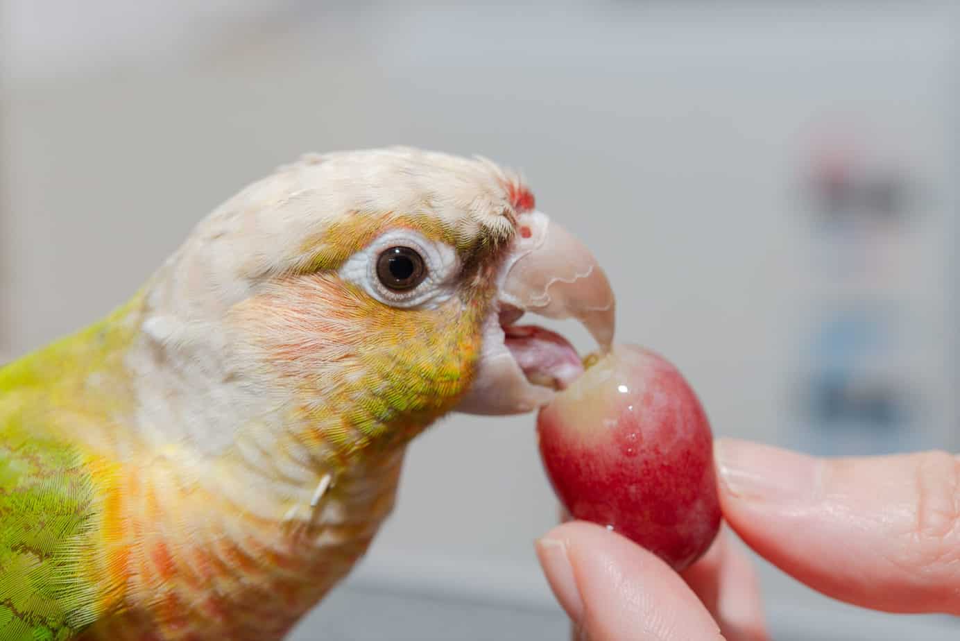 parrots eating a grape