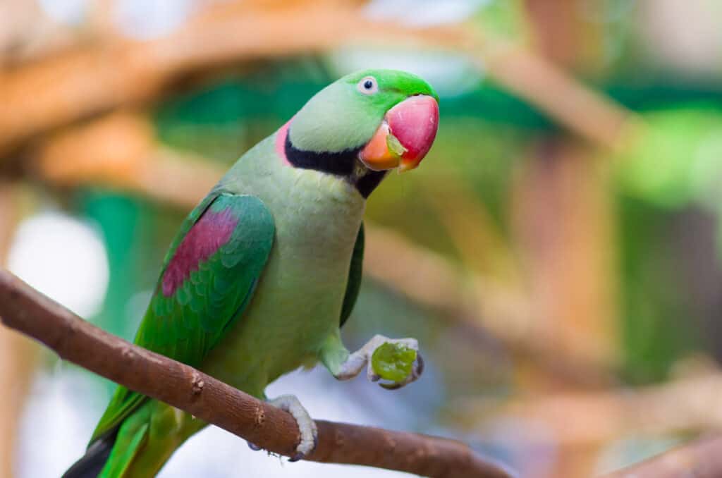 parrot eating grapes