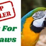 toys for macaws