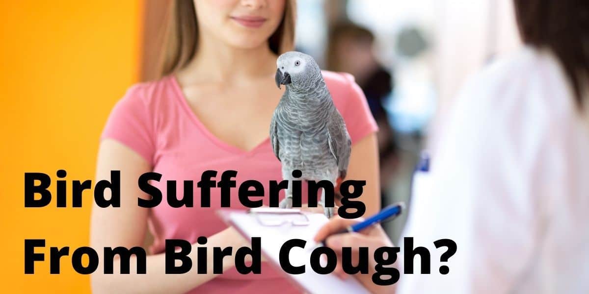 Is My Bird Suffering From A Bird Cough?