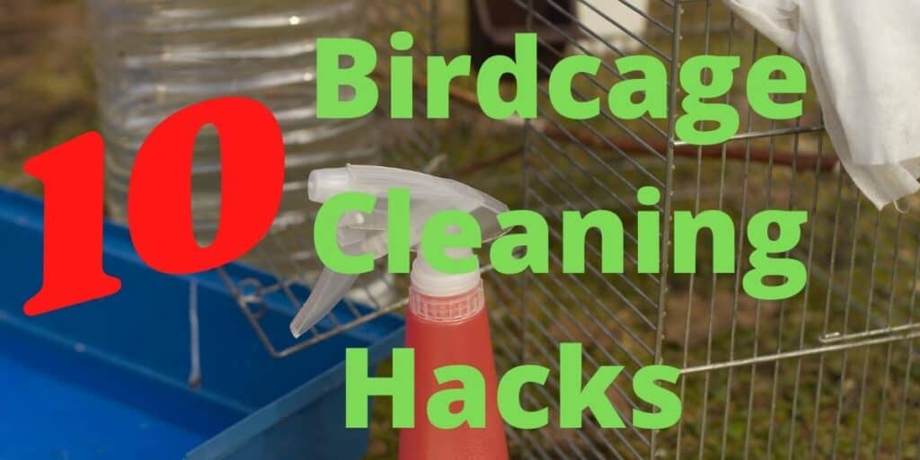 Birdcage Cleaning Hacks