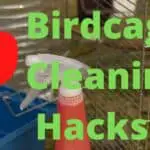 Birdcage Cleaning Hacks