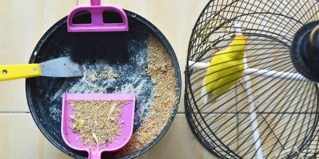 cleaning a bird cage