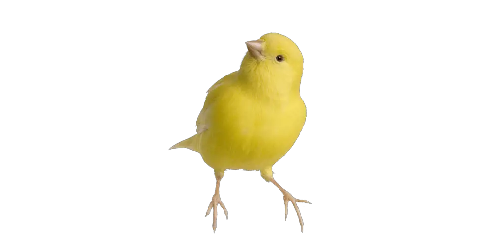 canary