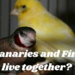 canary and finch