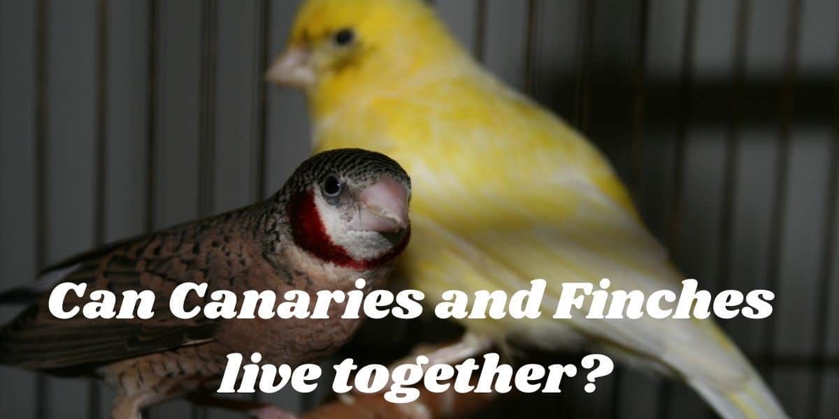 Can Canaries and Finches Live Together?
