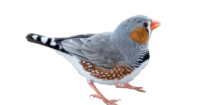 zebra finch