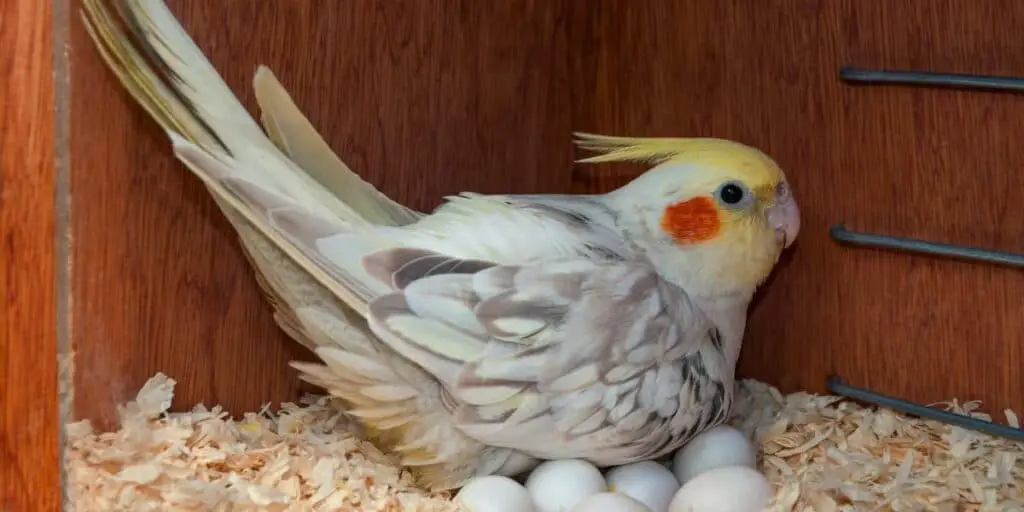 Cinnamon Pearl Cockatiels 