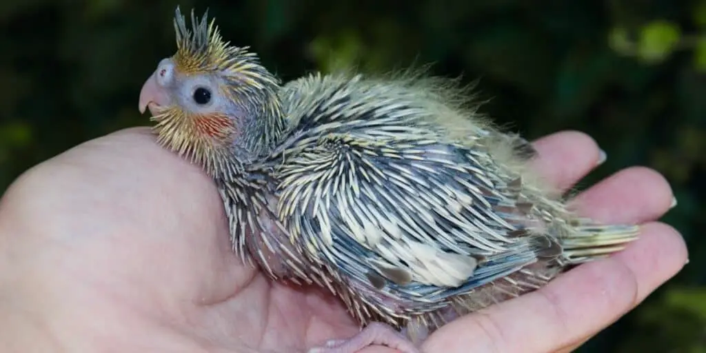 baby Cinnamon Pearl Cockatiels 