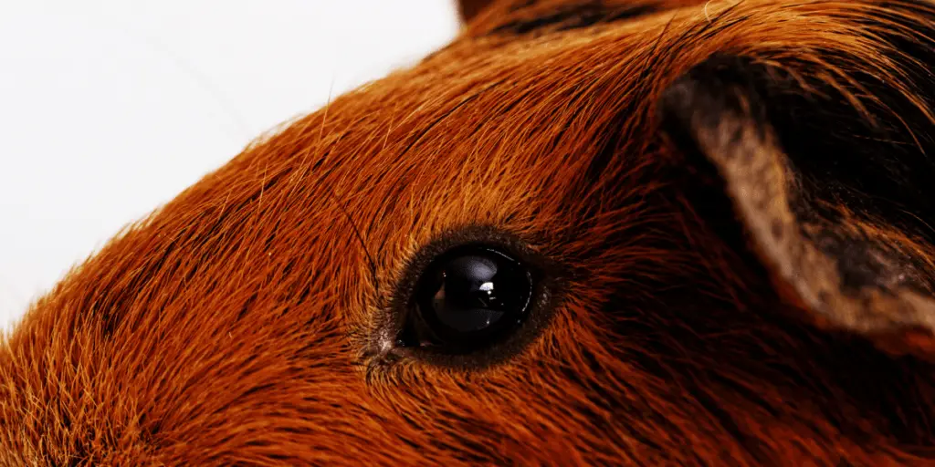 guinea pig eye