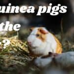 guinea pig in the dark