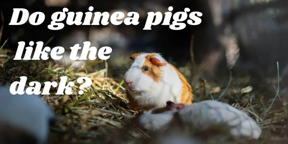 guinea pig in the dark