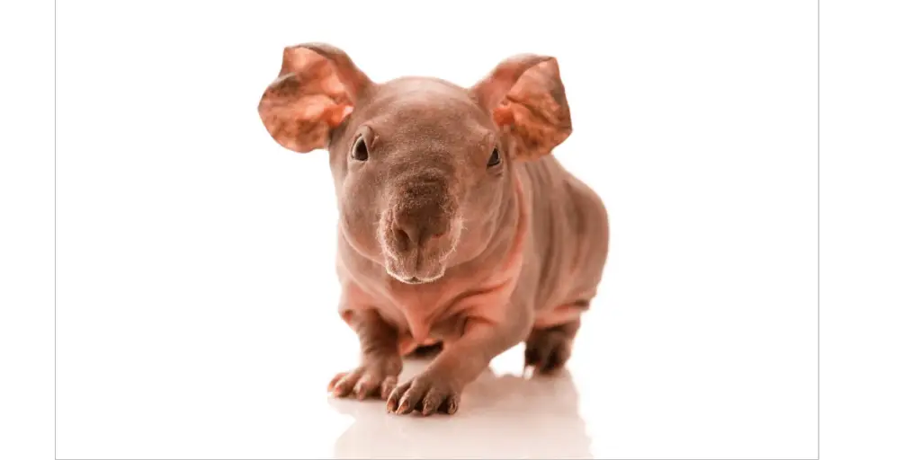 skinny pig